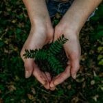Ledvance erhält FSC-Zertifizierung in Europa